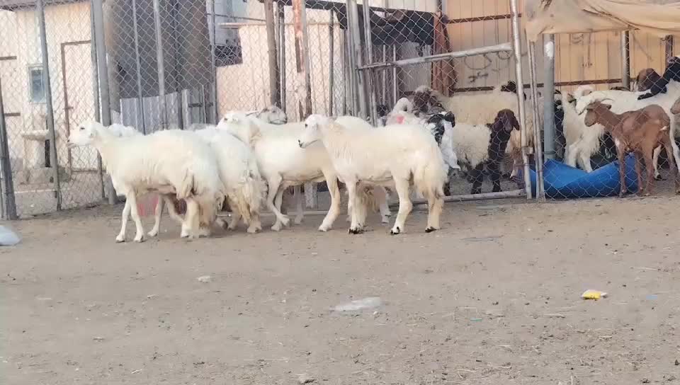 للبيع غنم حريات حرش طيبه - 3