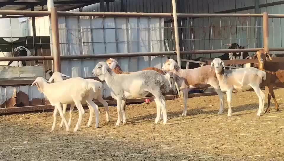 للبيع رخال بربر بيرشن طيبه - 2