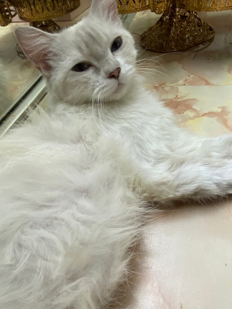 Ragdoll blue eyes 1 month pregnant  - 4