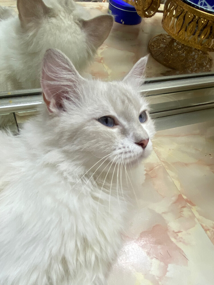 Ragdoll blue eyes 1 month pregnant  - 3
