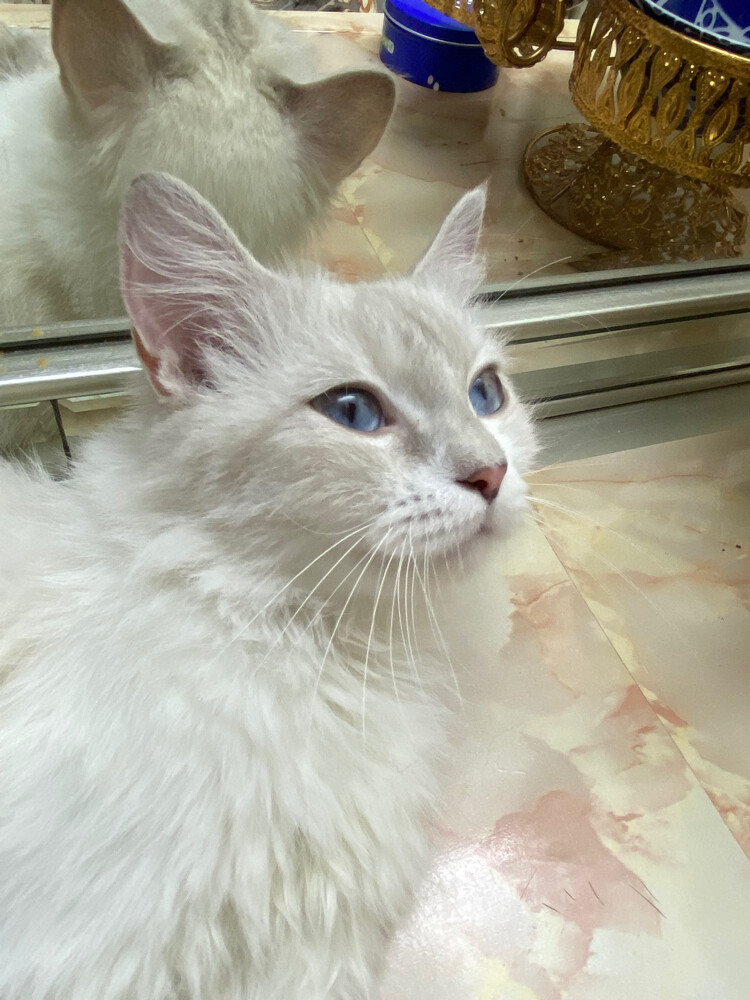 Ragdoll blue eyes 1 month pregnant  - 2