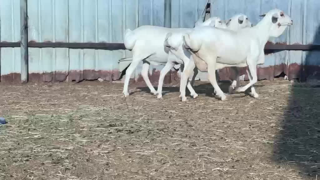 للبيع غنم بربر برص أصايل فاخره  - 1