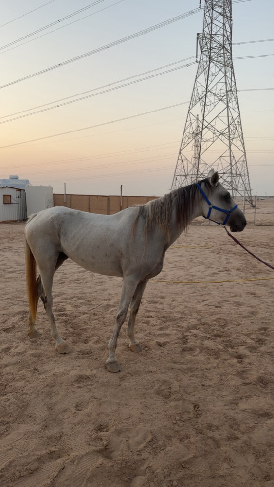 للبيع خيول  - 2