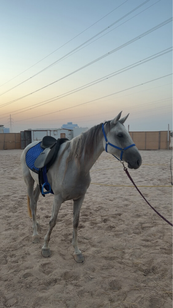 للبيع خيول  - 3