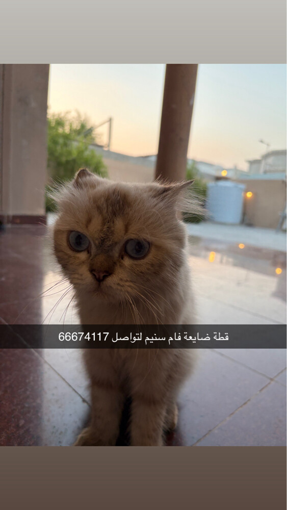 قطة تائهه - 1