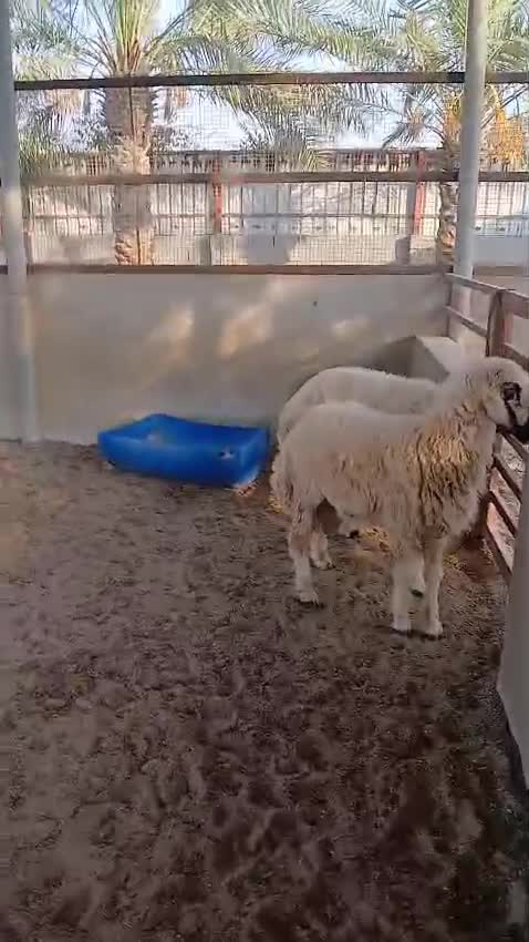 فحول علي الشرط - 1