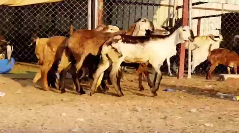 رخال سواكنيه أصايل درجه أولى طيبه - 5