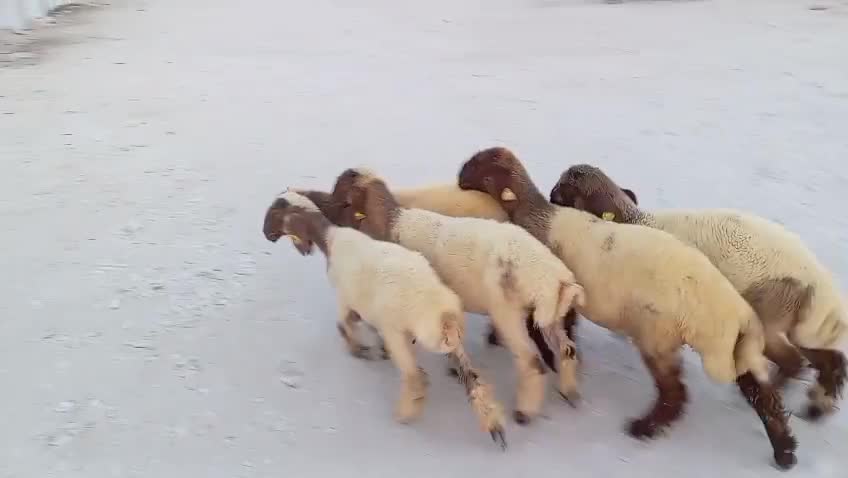 للبيع رخال جداع طيبة - 1