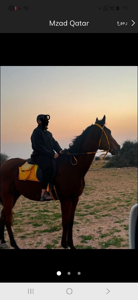اي احد يبغا يبدل طير بحصان يتواصل - 3