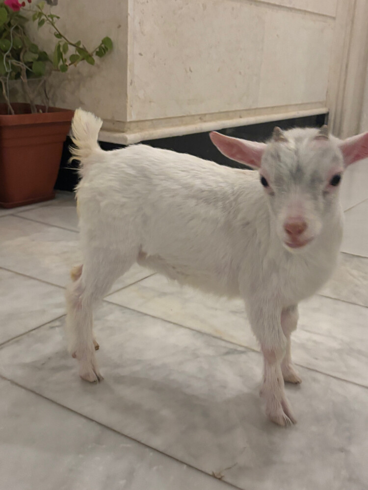 Friendly Pygmy Goat for Sale - 1