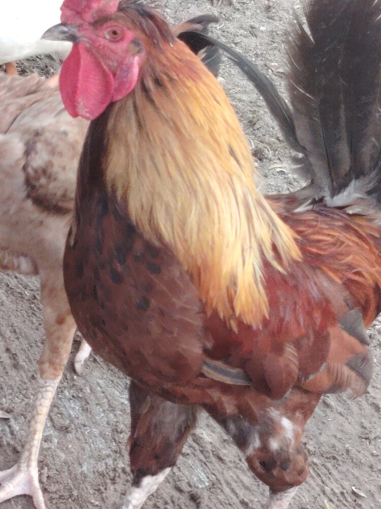 chicken different price - 5