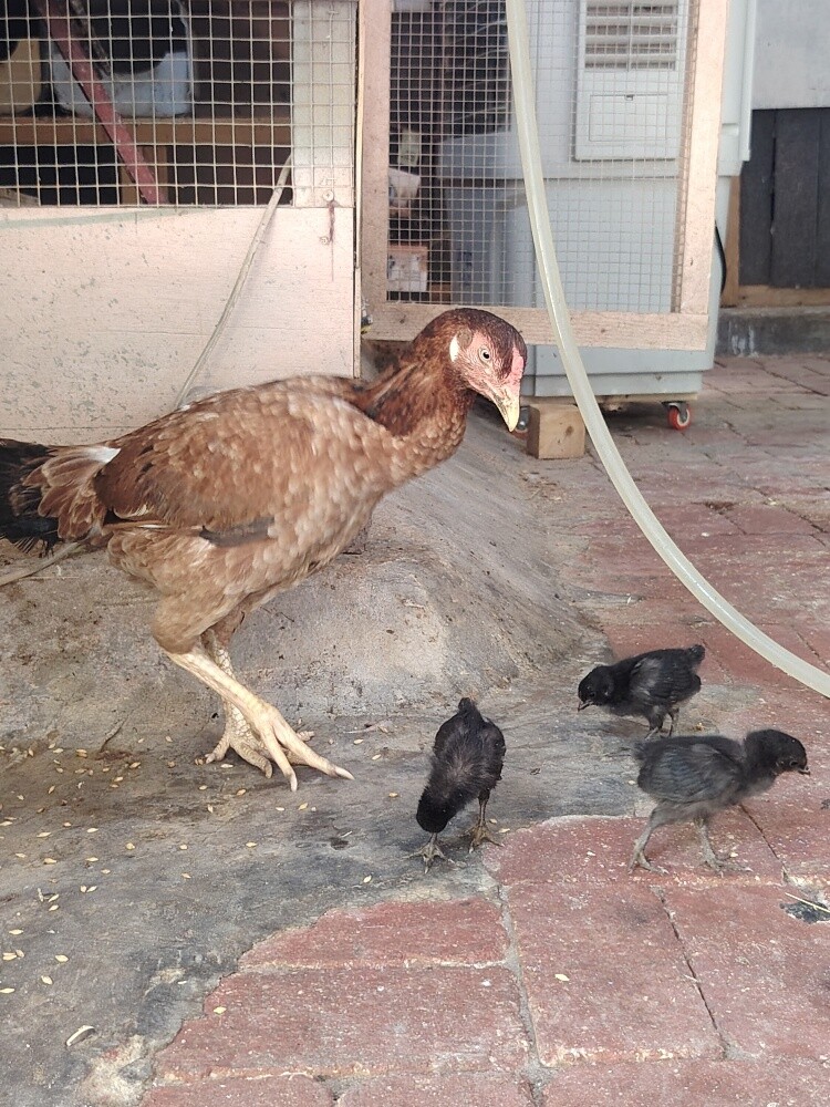 chicken different price - 9