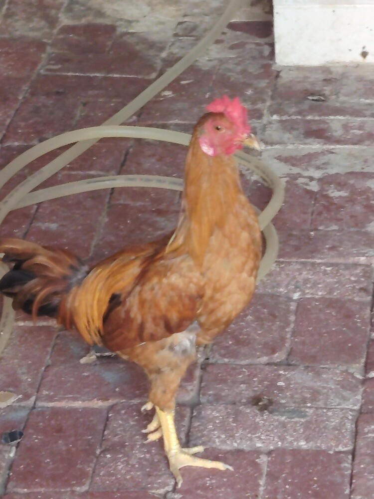 chicken different price - 4