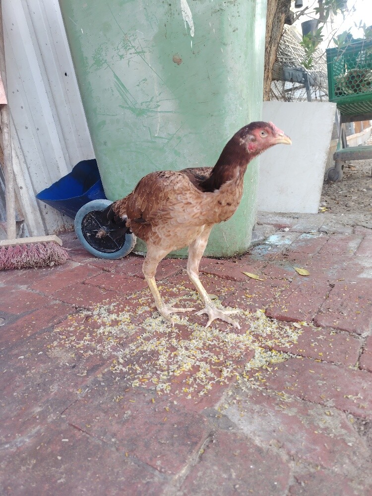 chicken different price - 6