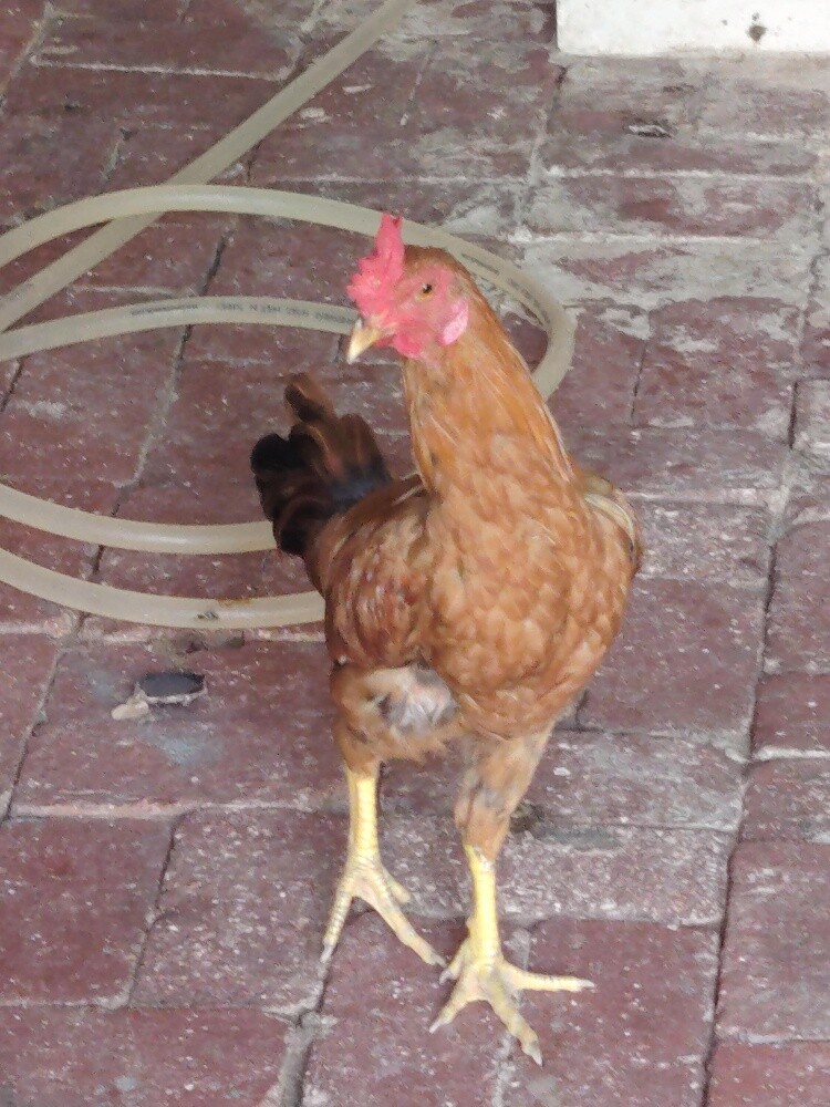 chicken different price - 2