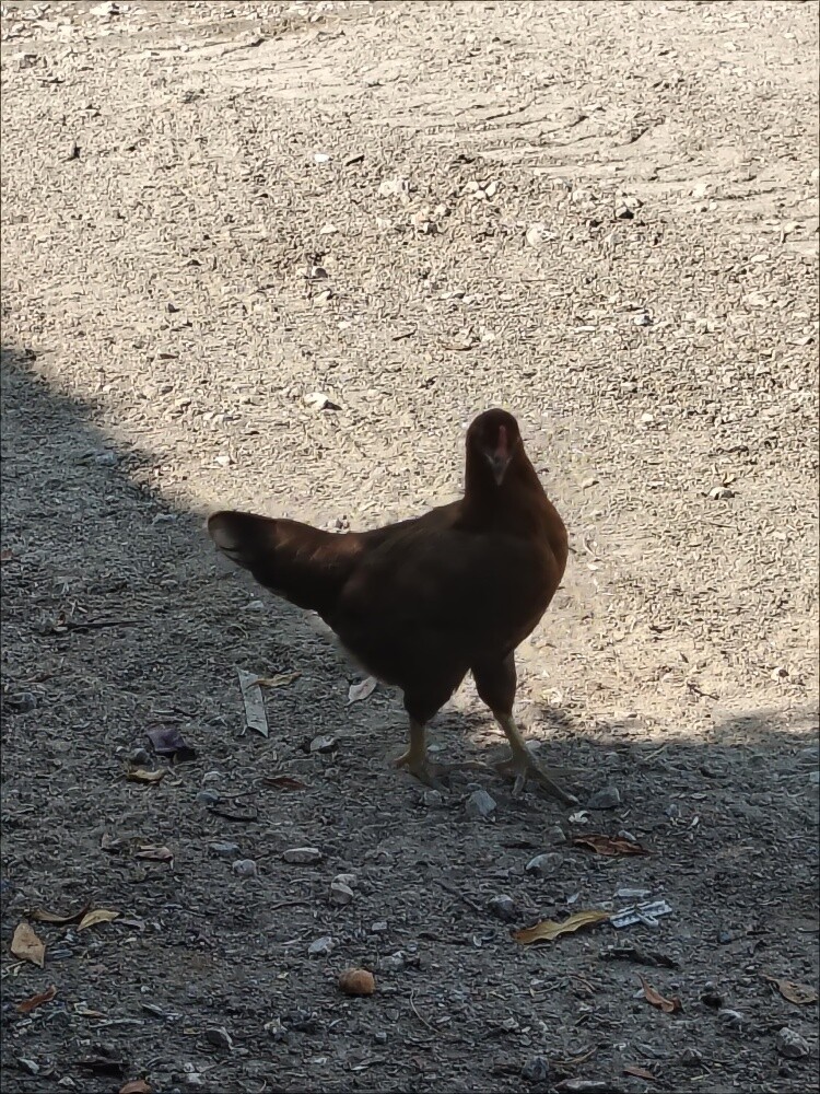 chicken different price - 8
