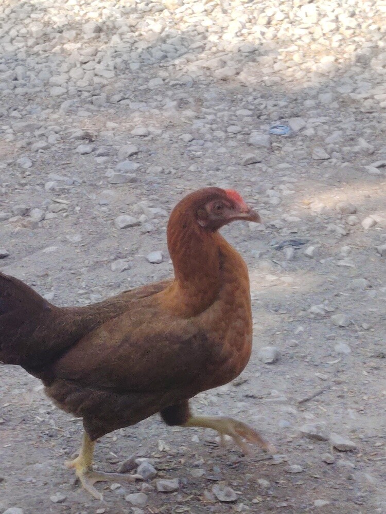 chicken different price - 3