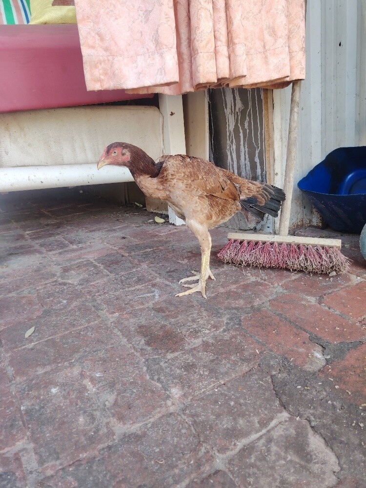 chicken different price - 7