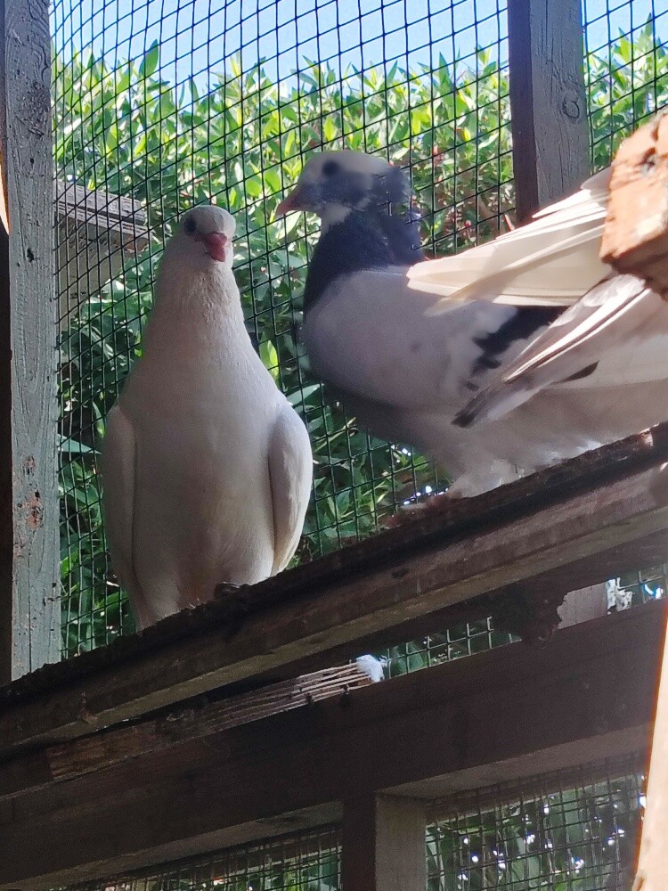 pigeons pair 50 riyal - 3