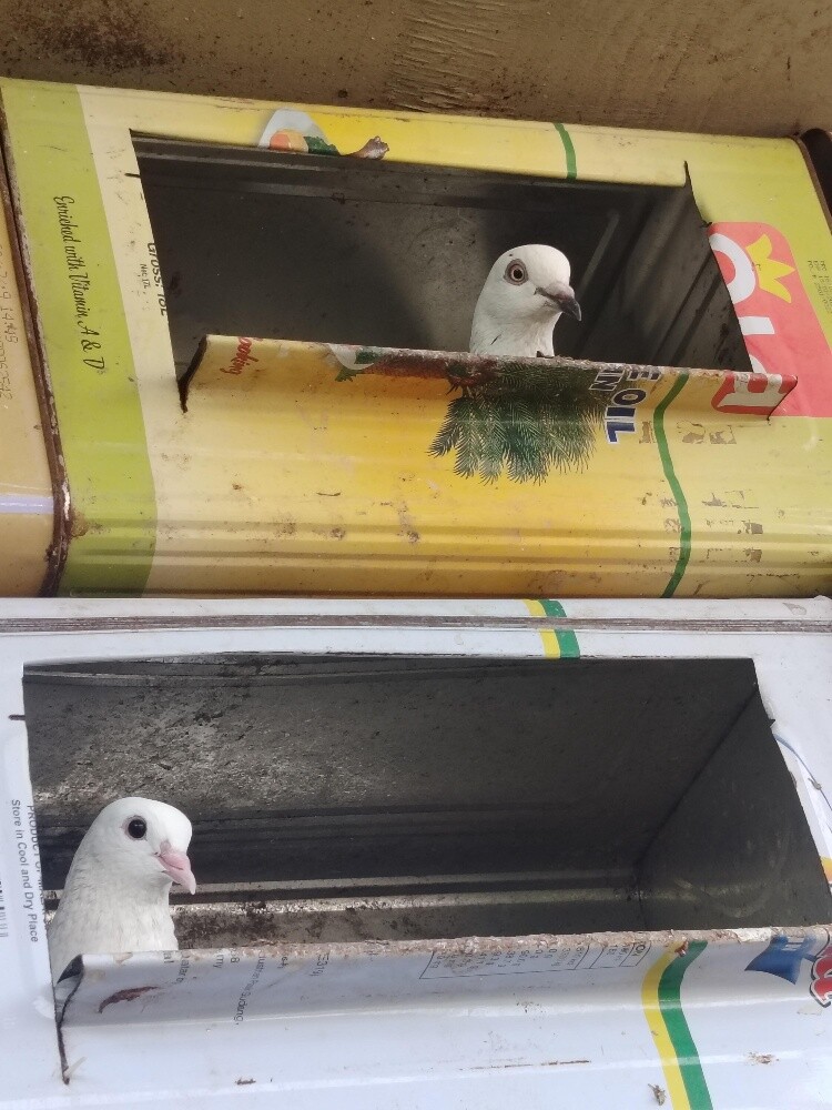 pigeons pair 50 riyal - 5