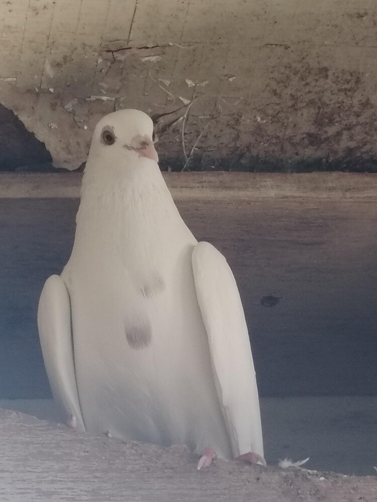 pigeons pair 50 riyal - 2