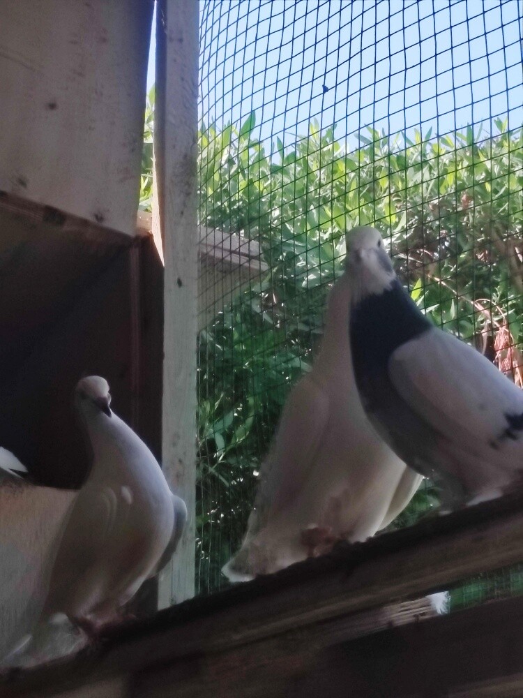 pigeons pair 50 riyal - 6
