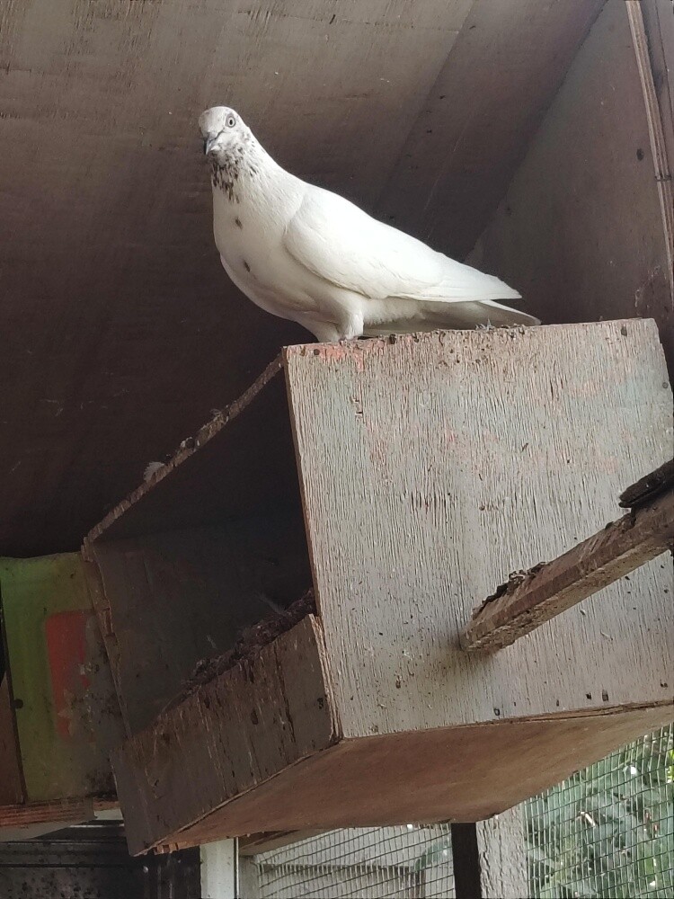 pigeons pair 50 riyal - 7