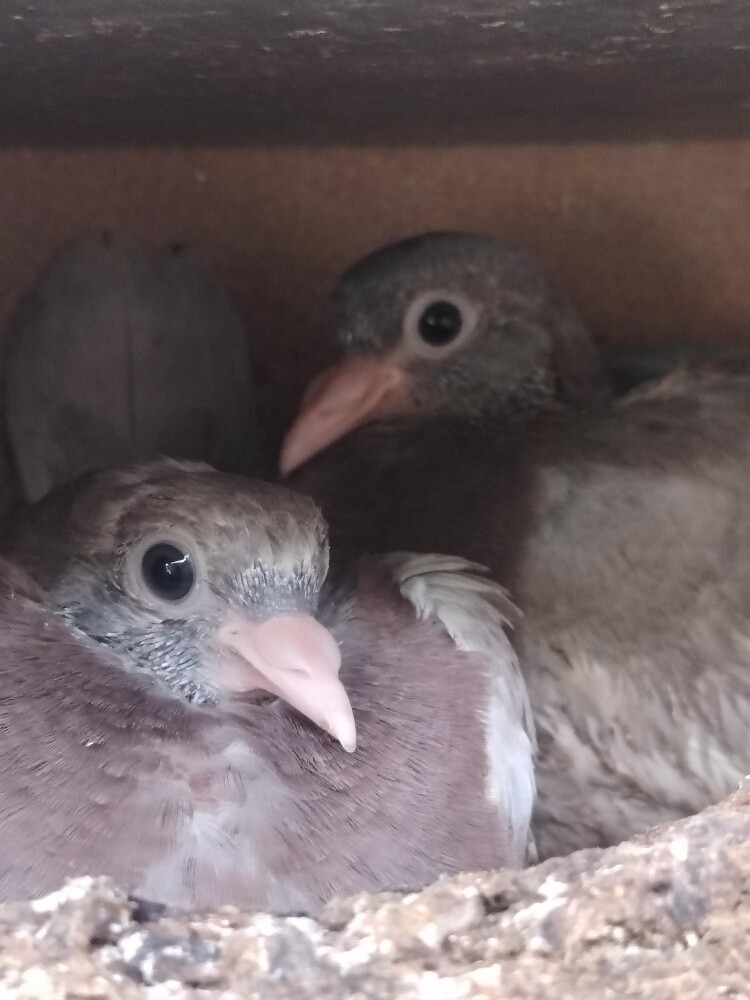 pigeons pair 50 riyal - 1
