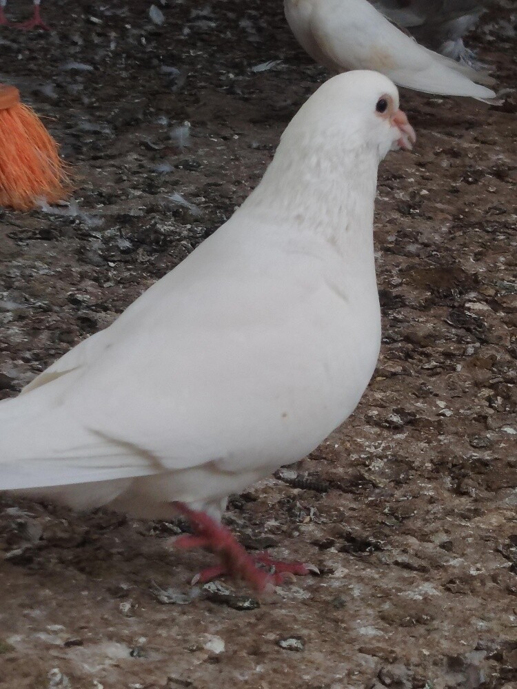 pigeons pair 50 riyal - 4