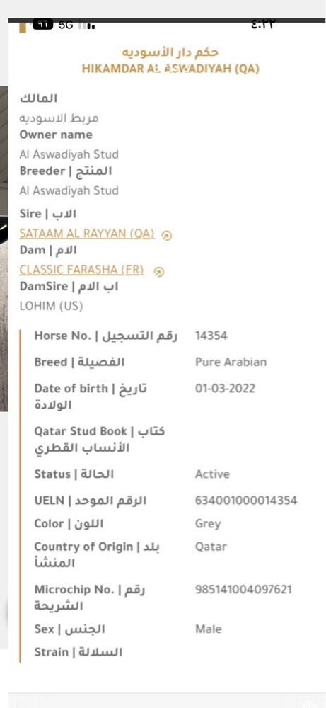 خيل - حصان جمال - 2
