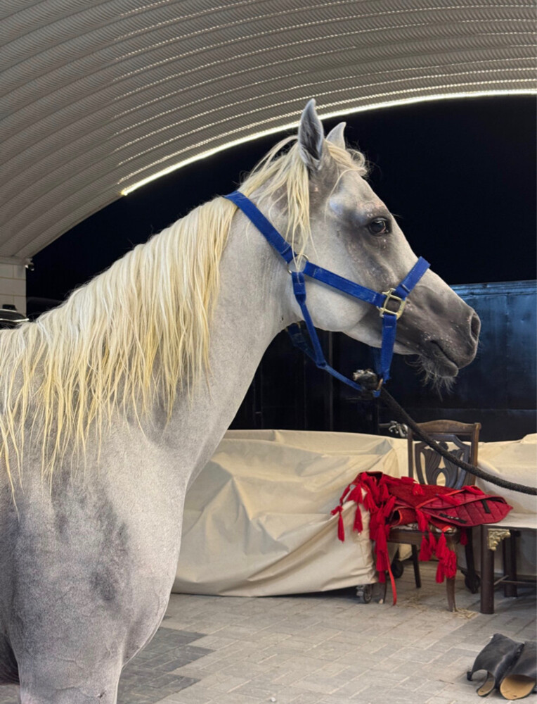 خيل - حصان جمال - 1
