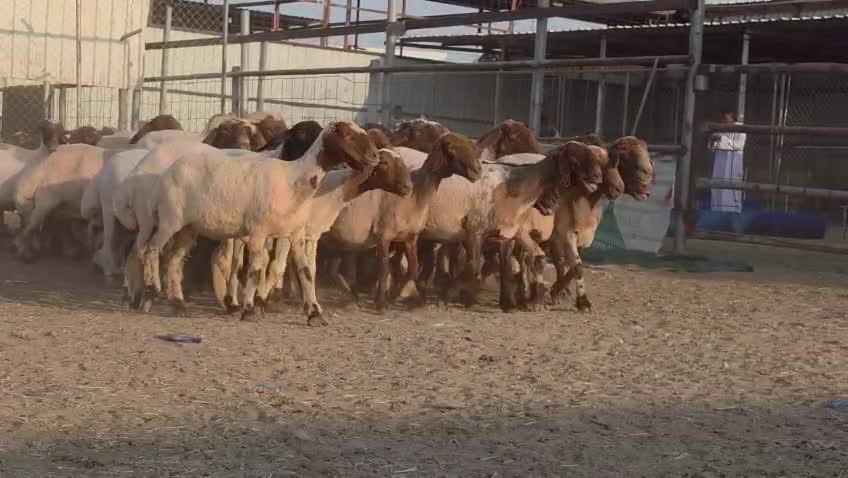 للبيع غنم سوري طيبة  - 1