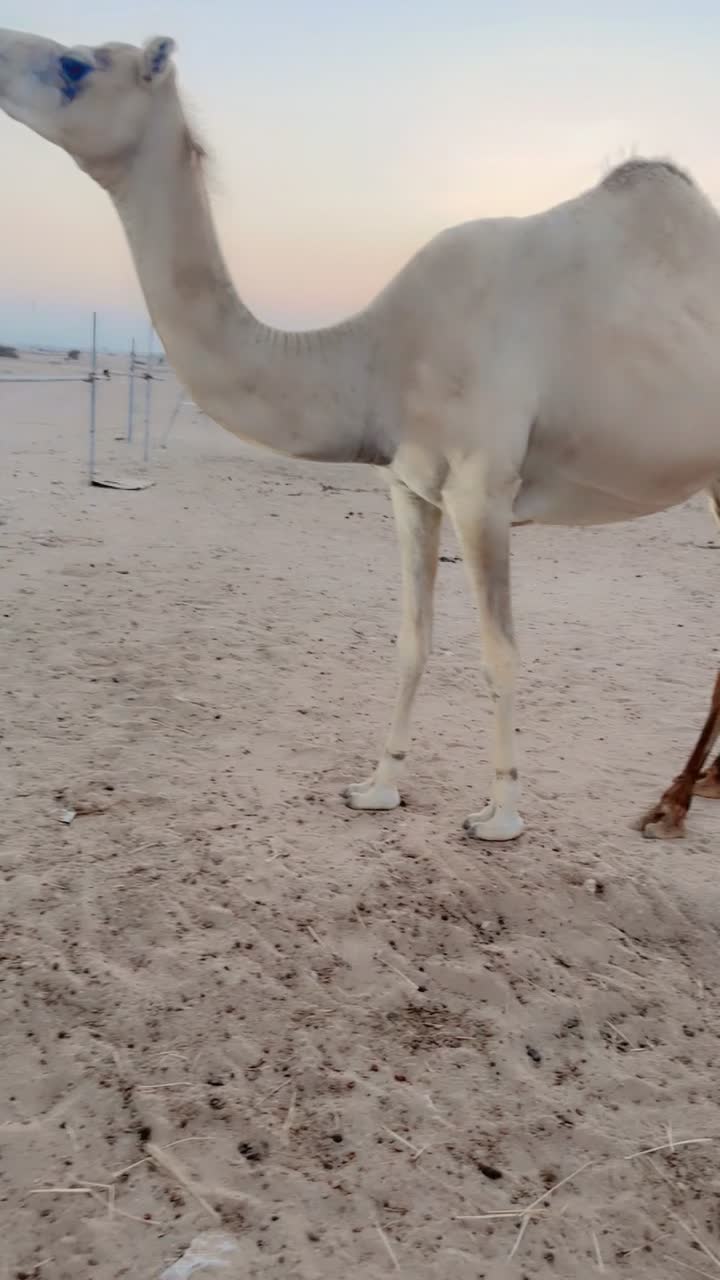 متالي - 1