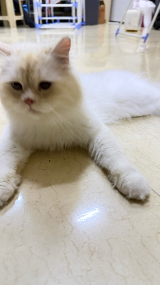 للتبني  - 3