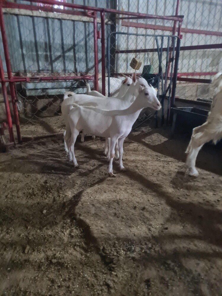الجمدات عمانيه برصه أذن مبرومه - 2