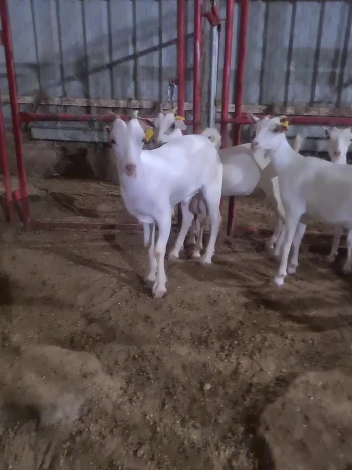 الجمدات عمانيه برصه أذن مبرومه - 1