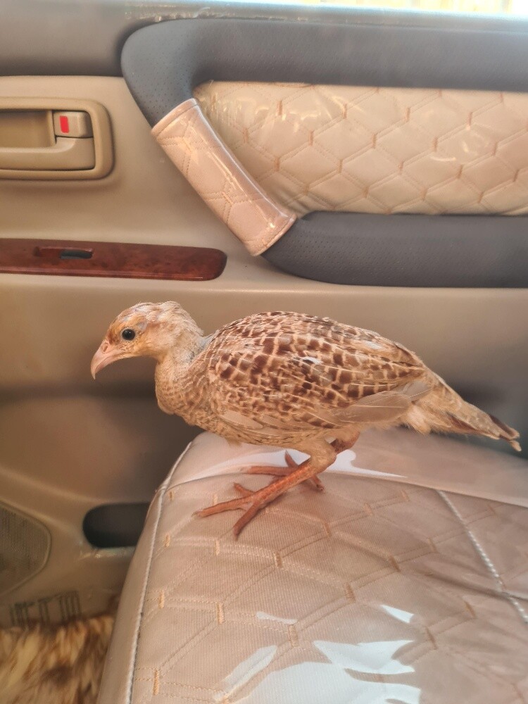 صفرد إيراني أصفر سوبر جامبو - 2