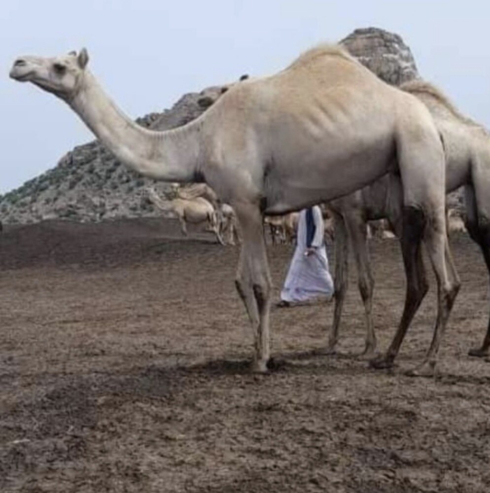 مطلوب جميع انواع الحلال - 1