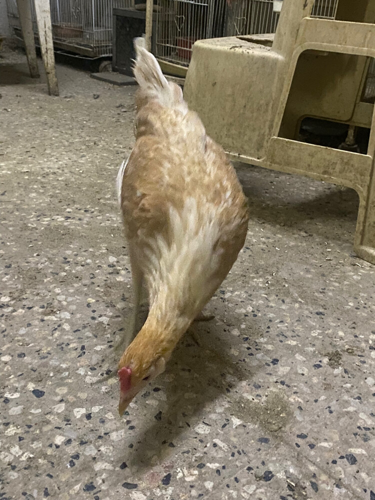 طقم دجاج اسود ٢٥٠ - 10