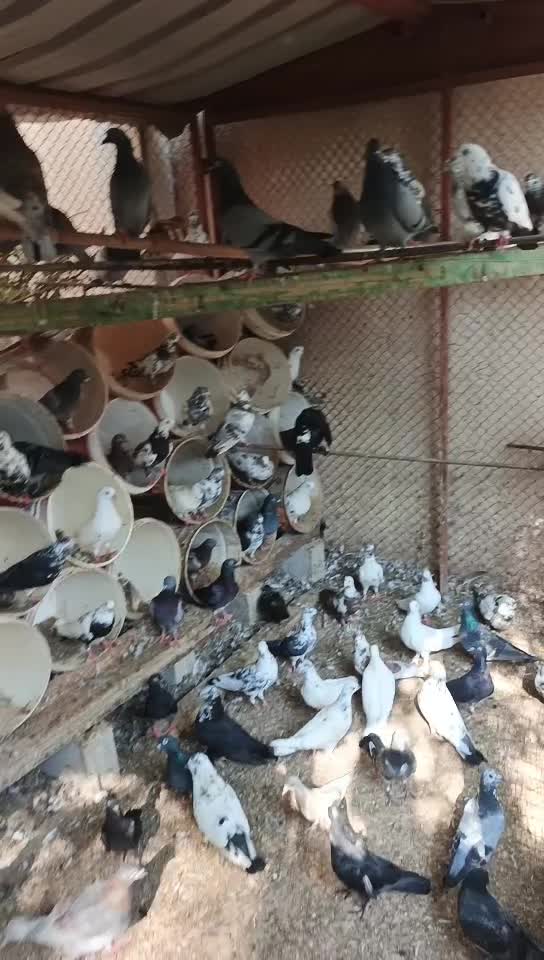 للبيع دجاج عمر ٨شهور ورومي منتج - 3