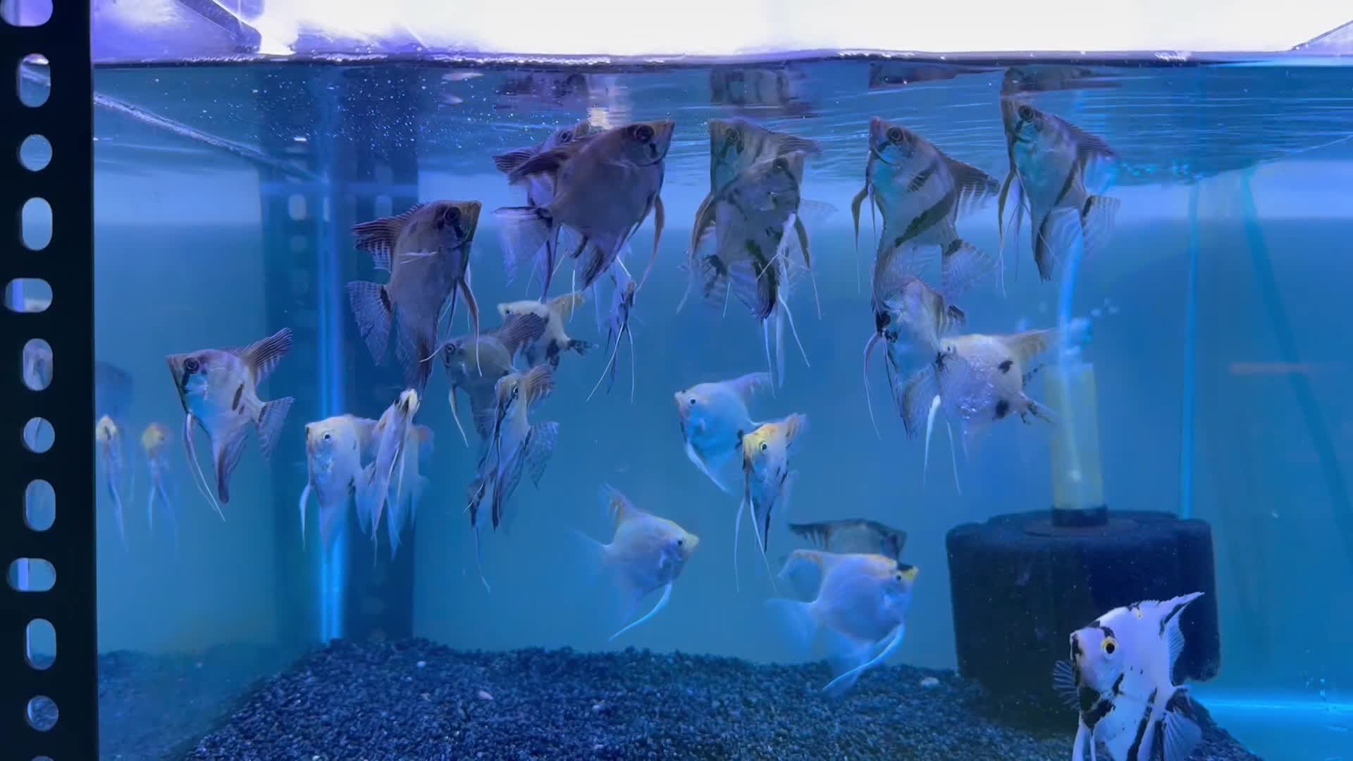 angle fish - 1