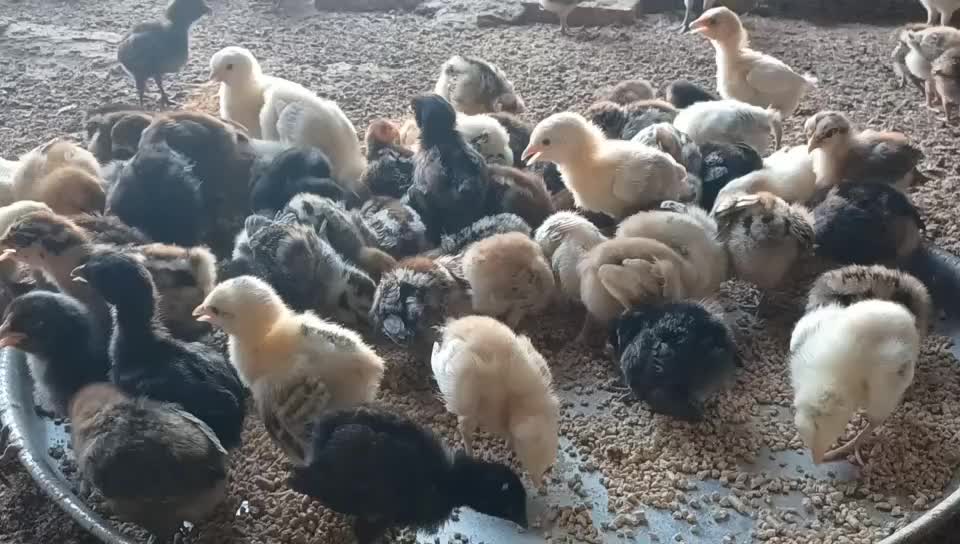 Desi baladee Chicken baby for sale - 1