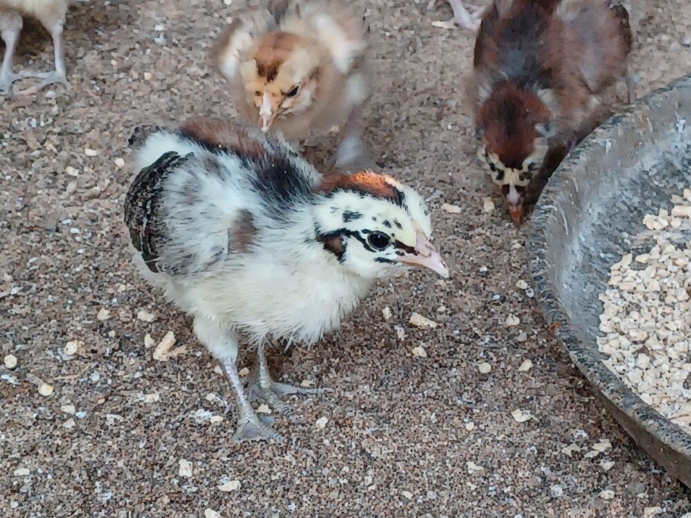 Desi baladee Chicken baby for sale - 1