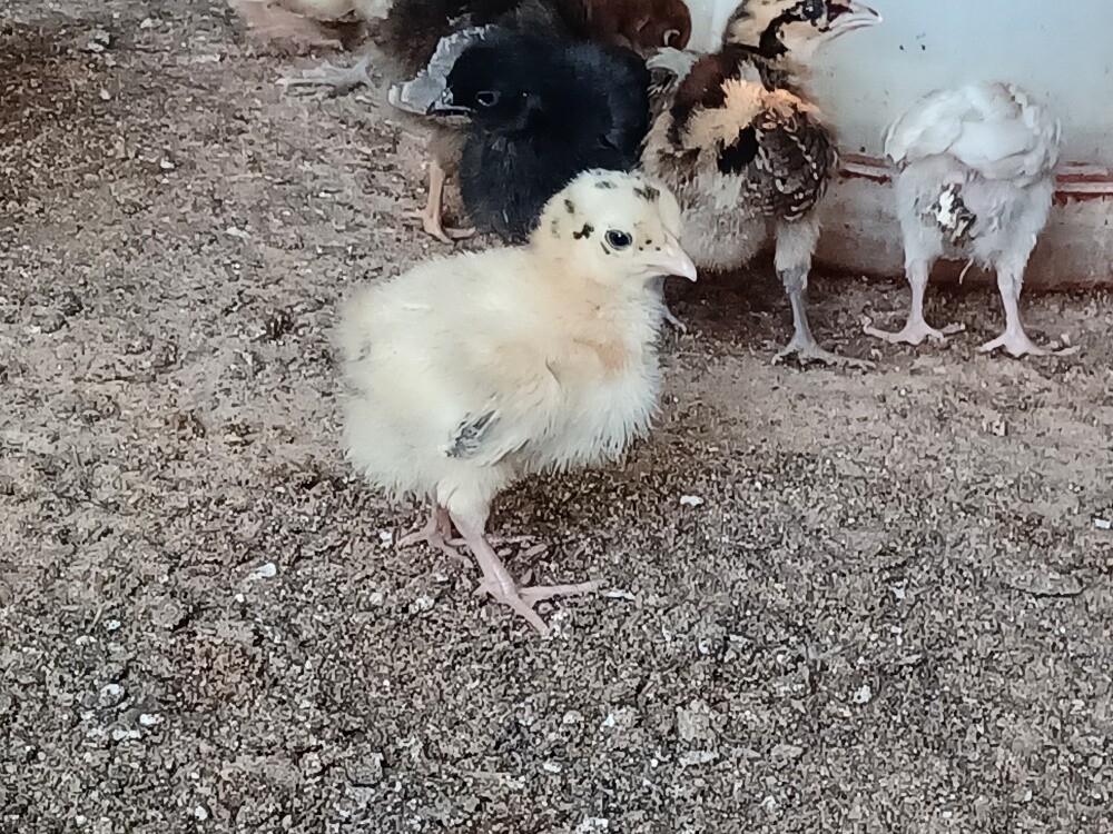 Desi baladee Chicken baby for sale - 5