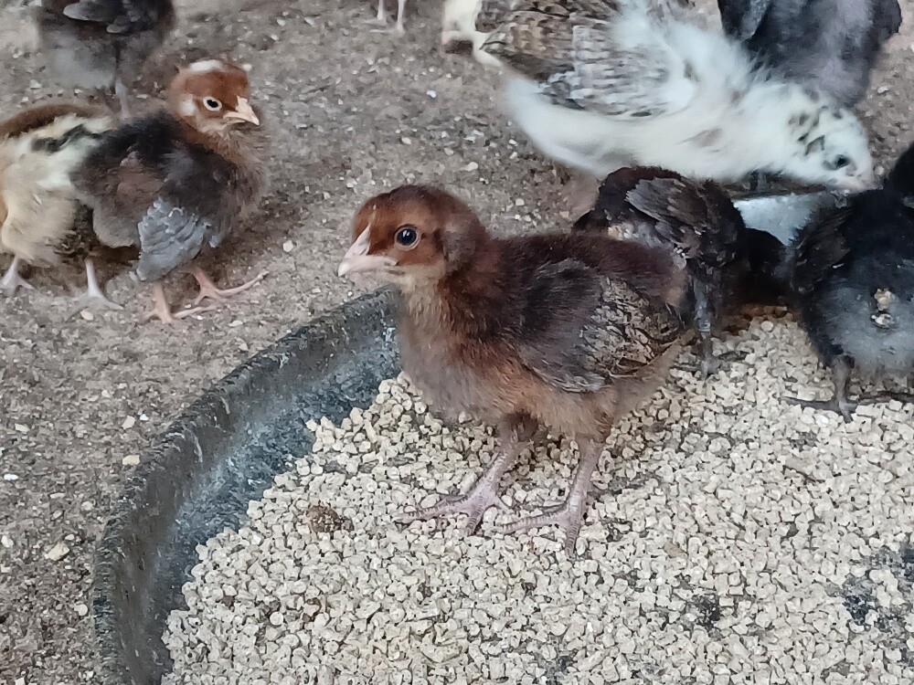 Desi baladee Chicken baby for sale - 4