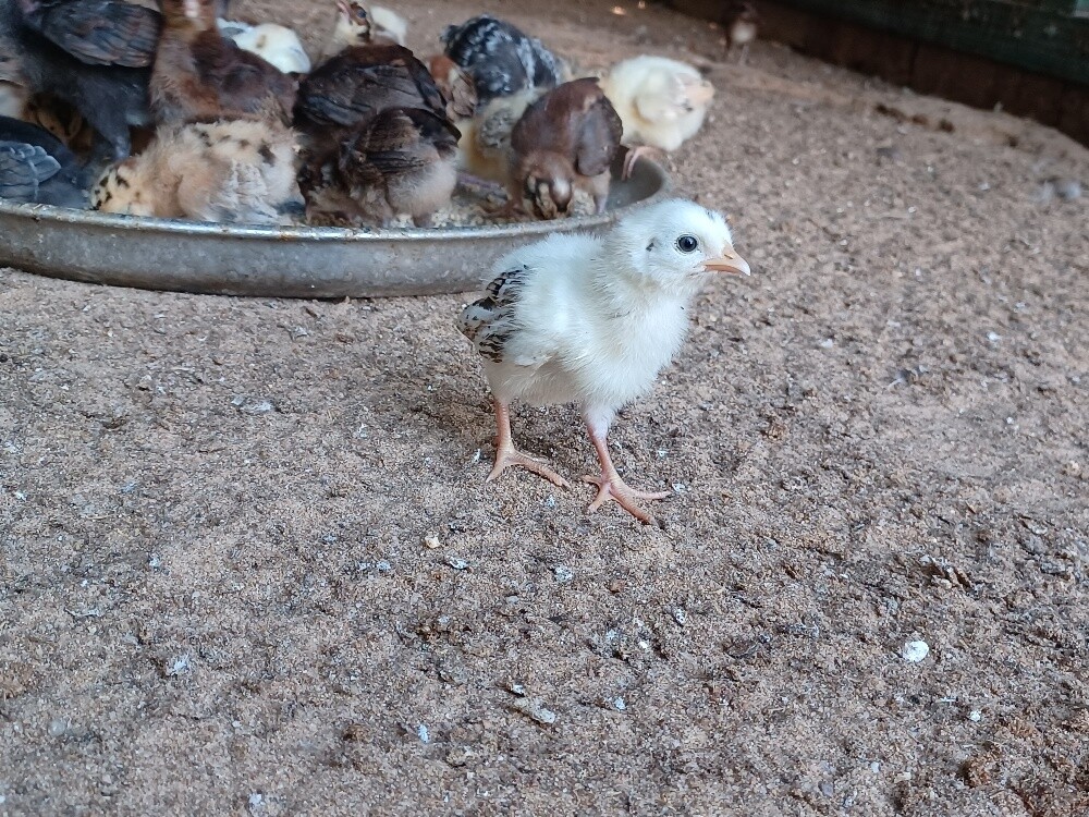 Desi baladee Chicken baby for sale - 2