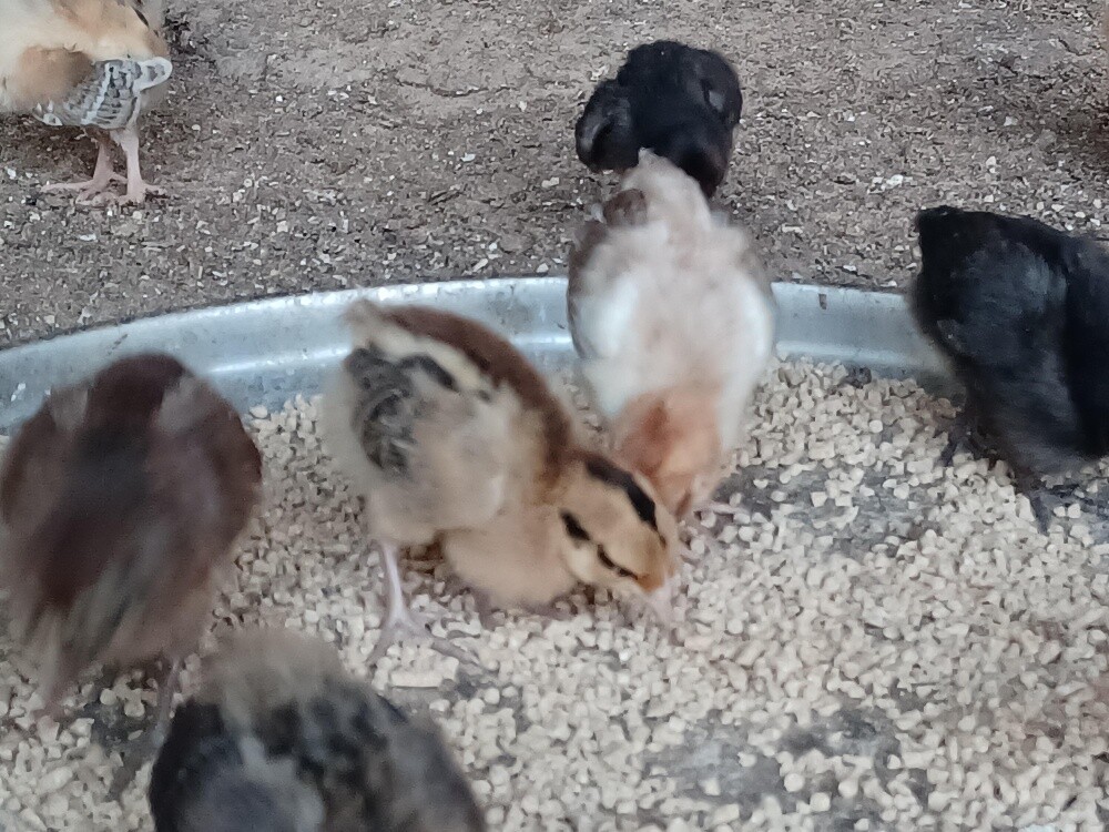 Desi baladee Chicken baby for sale - 3