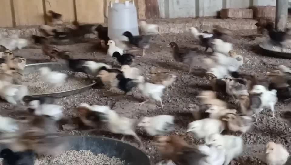Desi baladee Chicken baby for sale - 6