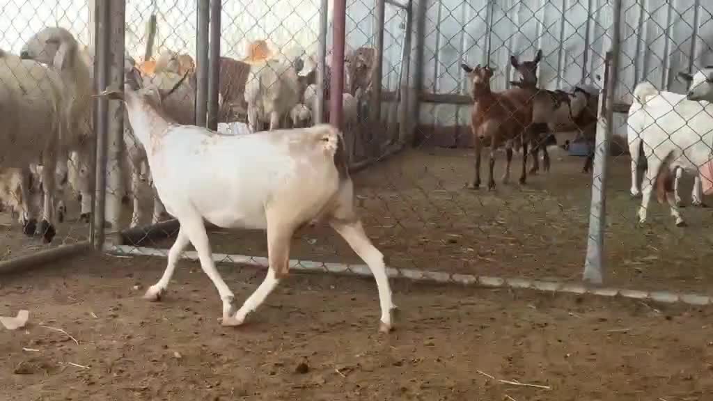 عنز عمانيه متيله اصيله دافع شرط - 6
