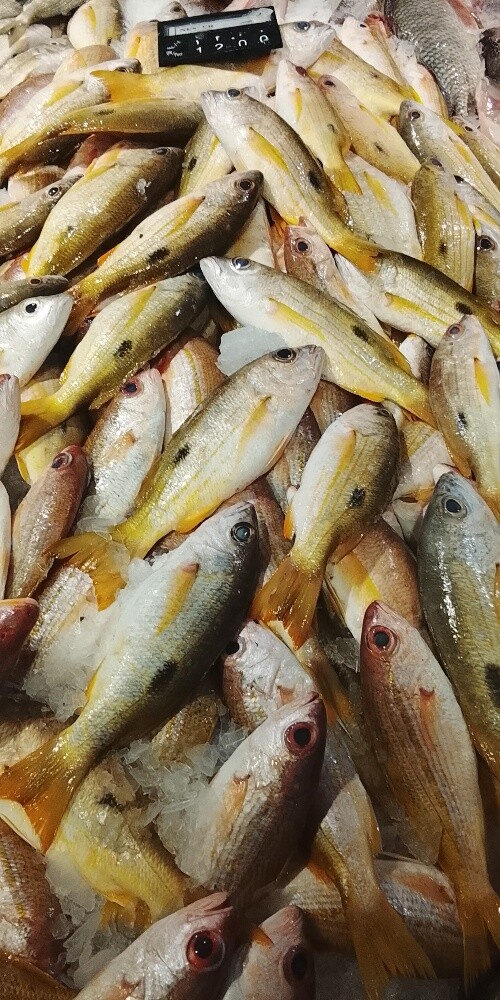 fish sale - 10
